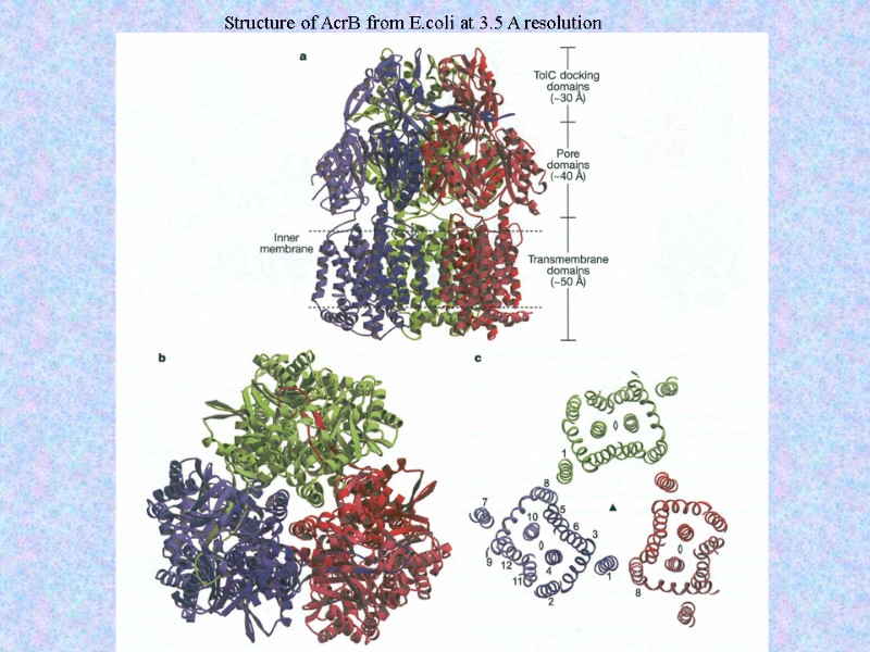 Structure of AcrB from E.coli at 3.5 A resolution